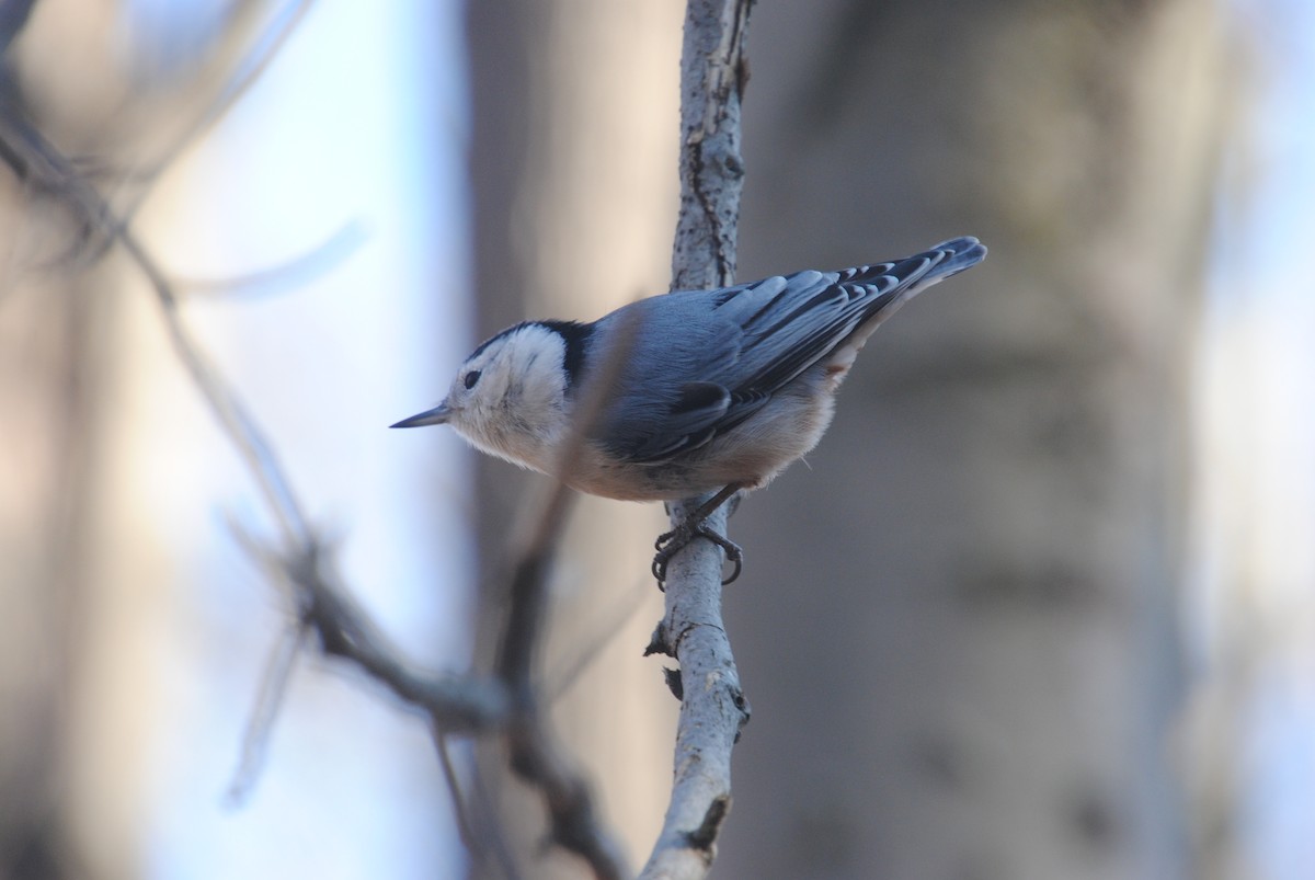 White-breasted Nuthatch - ML611644300