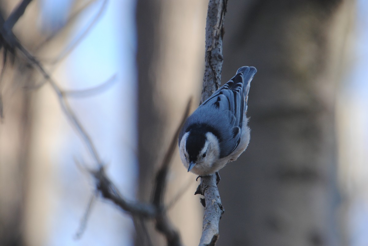 White-breasted Nuthatch - ML611644301