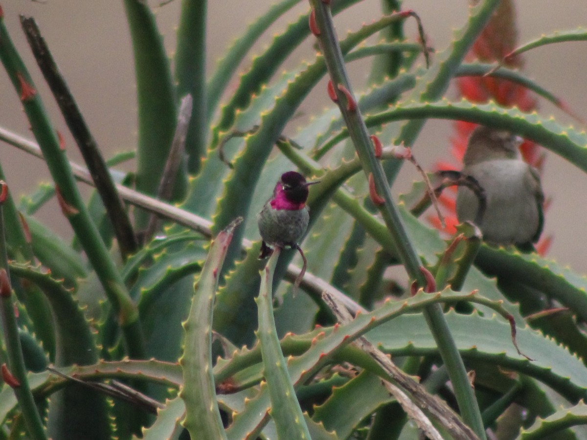 Anna's Hummingbird - ML611644362