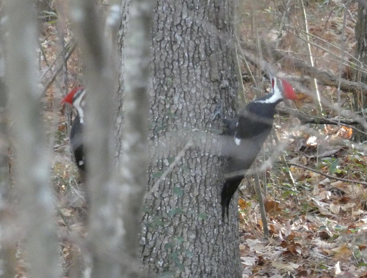 Pileated Woodpecker - ML611644442