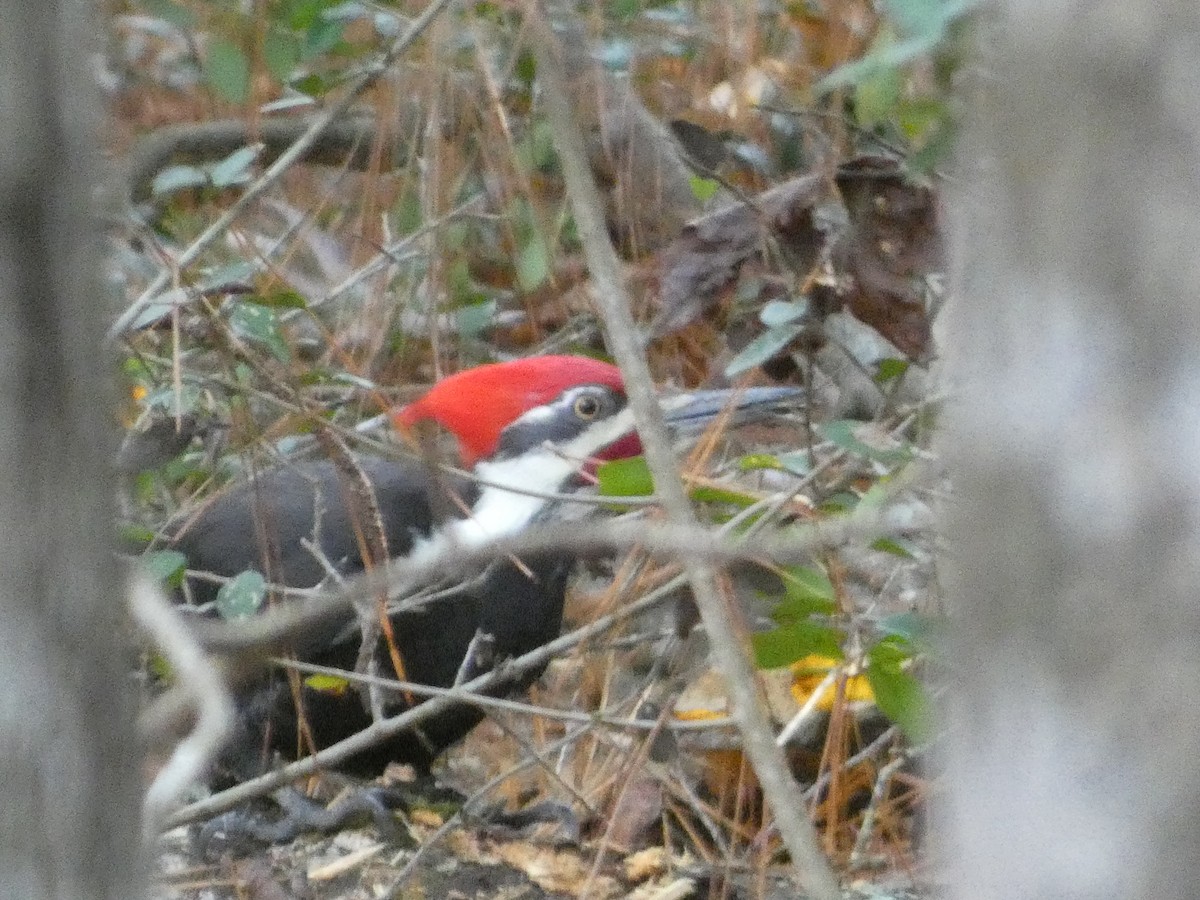 Pileated Woodpecker - ML611644443