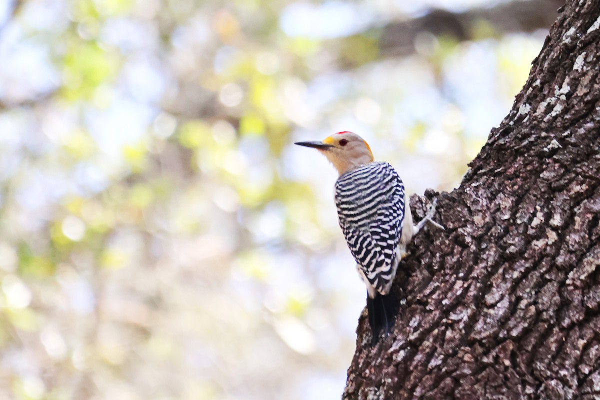 Golden-fronted Woodpecker - Susan Blayney
