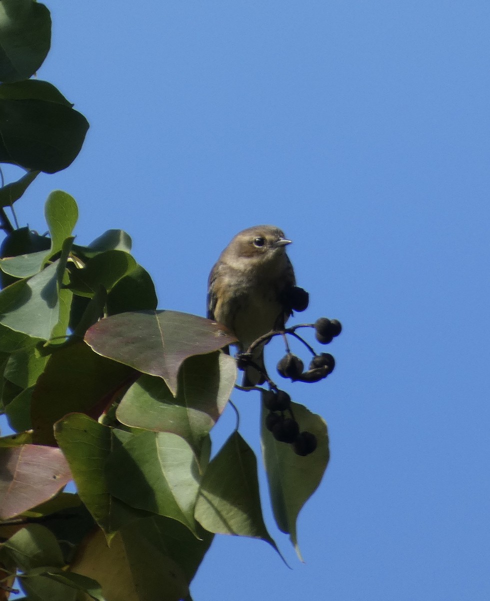 Pine Warbler - ML611644521