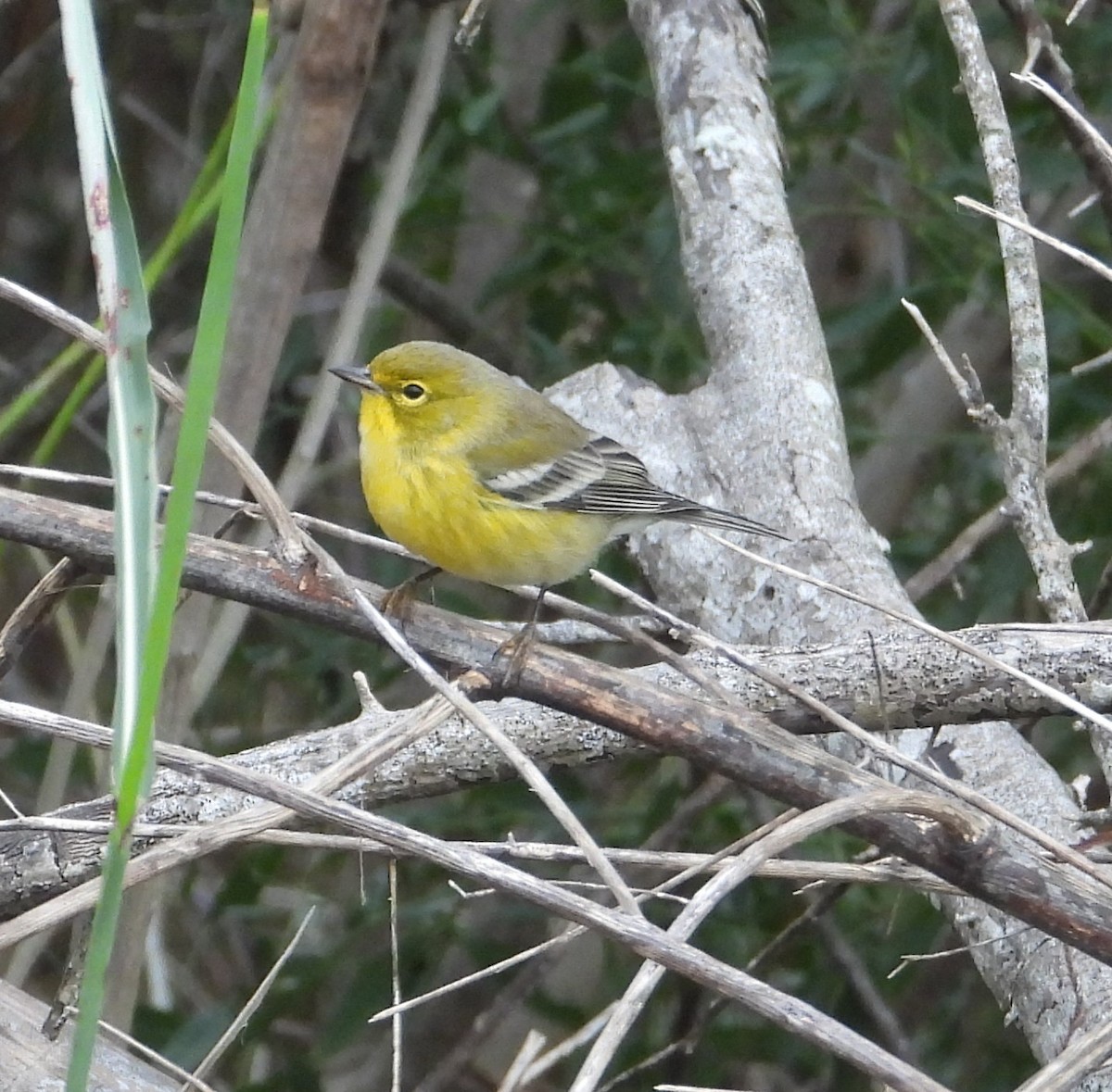 Pine Warbler - ML611644810