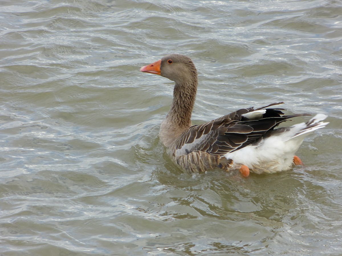 Graylag Goose (Domestic type) - ML611644997