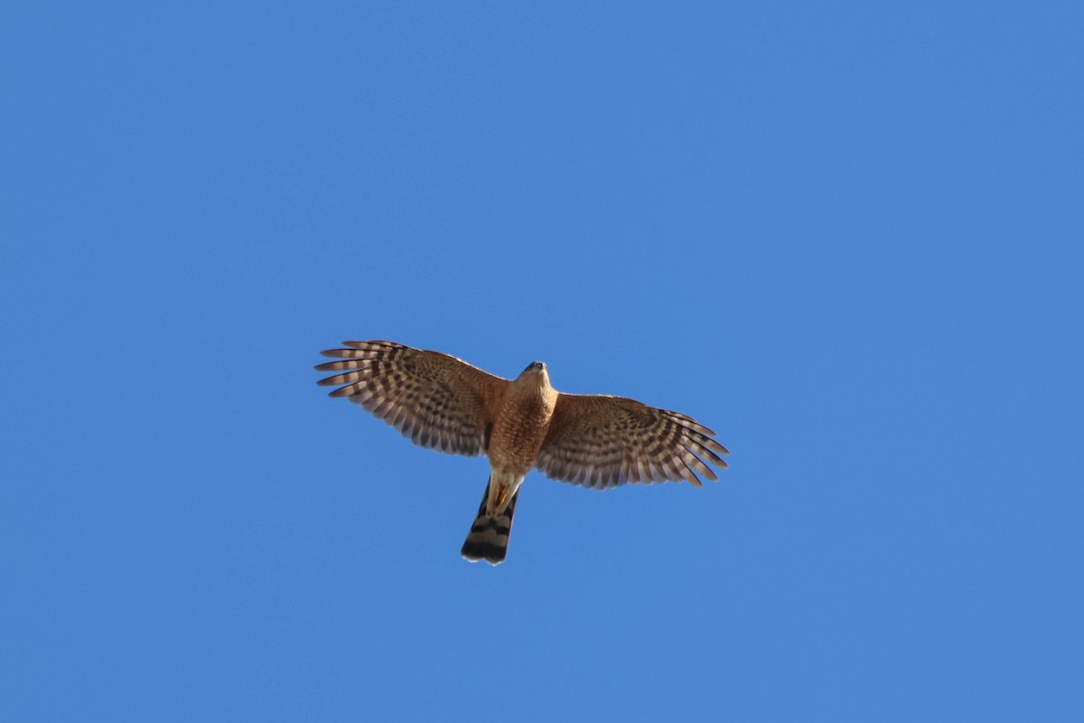 eBird Checklist 27 Nov 2023 Otay Valley Regional Parkeastern