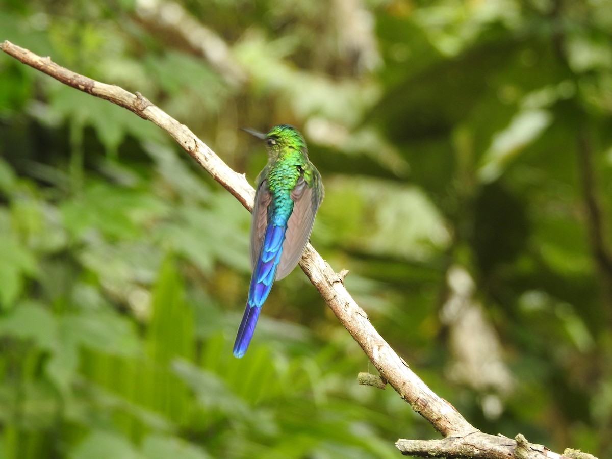 Violet-tailed Sylph - ML611645272
