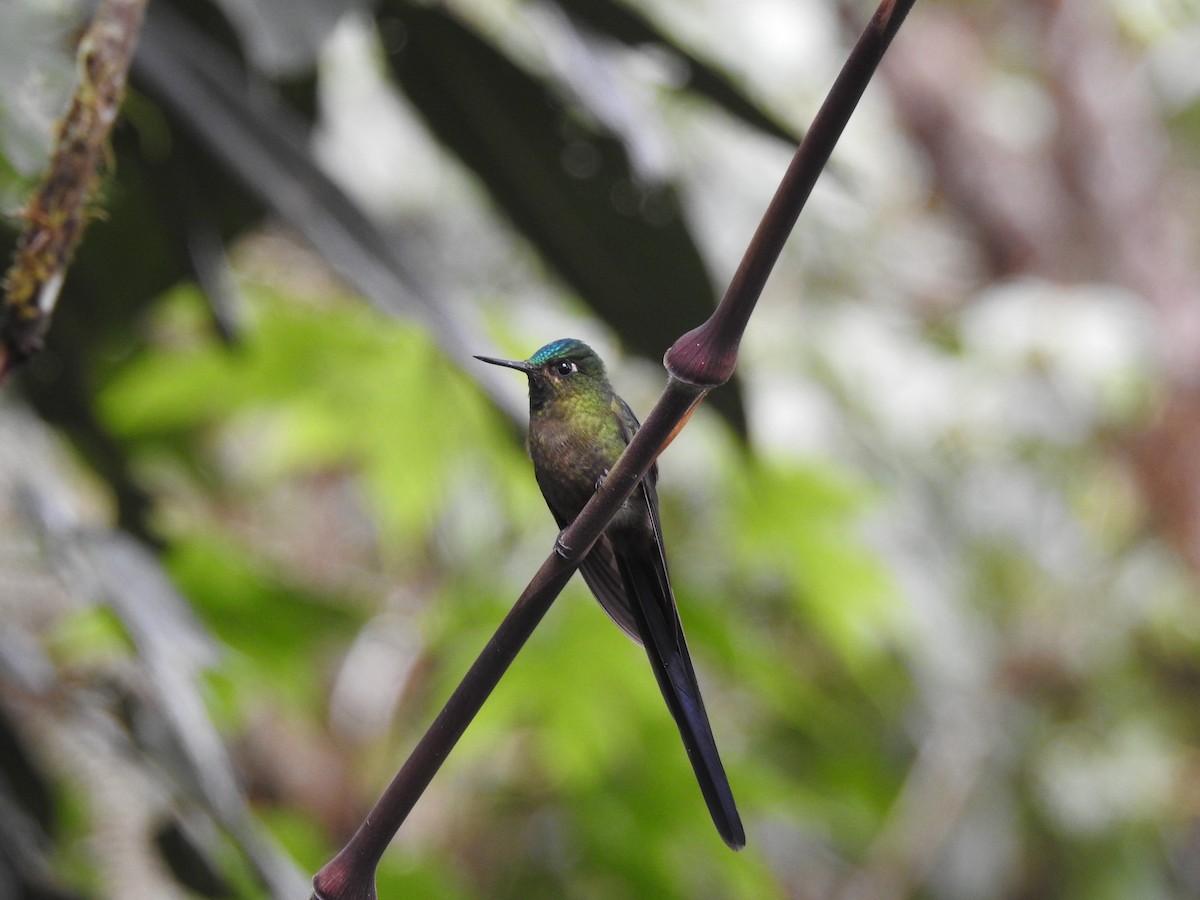 Violet-tailed Sylph - ML611645286