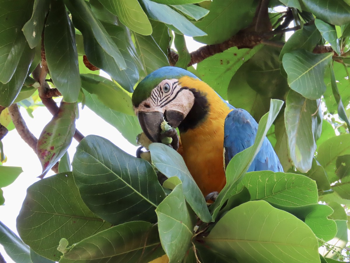 Blue-and-yellow Macaw - ML611645510