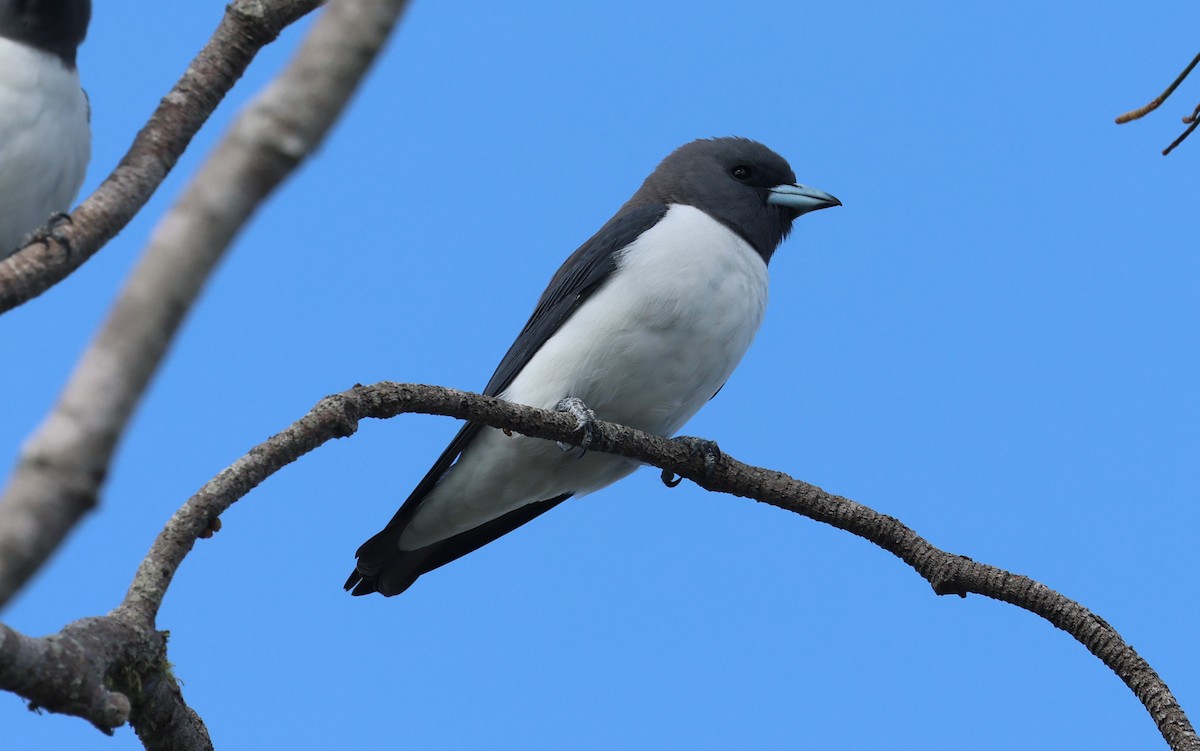 White-breasted Woodswallow - ML611645545
