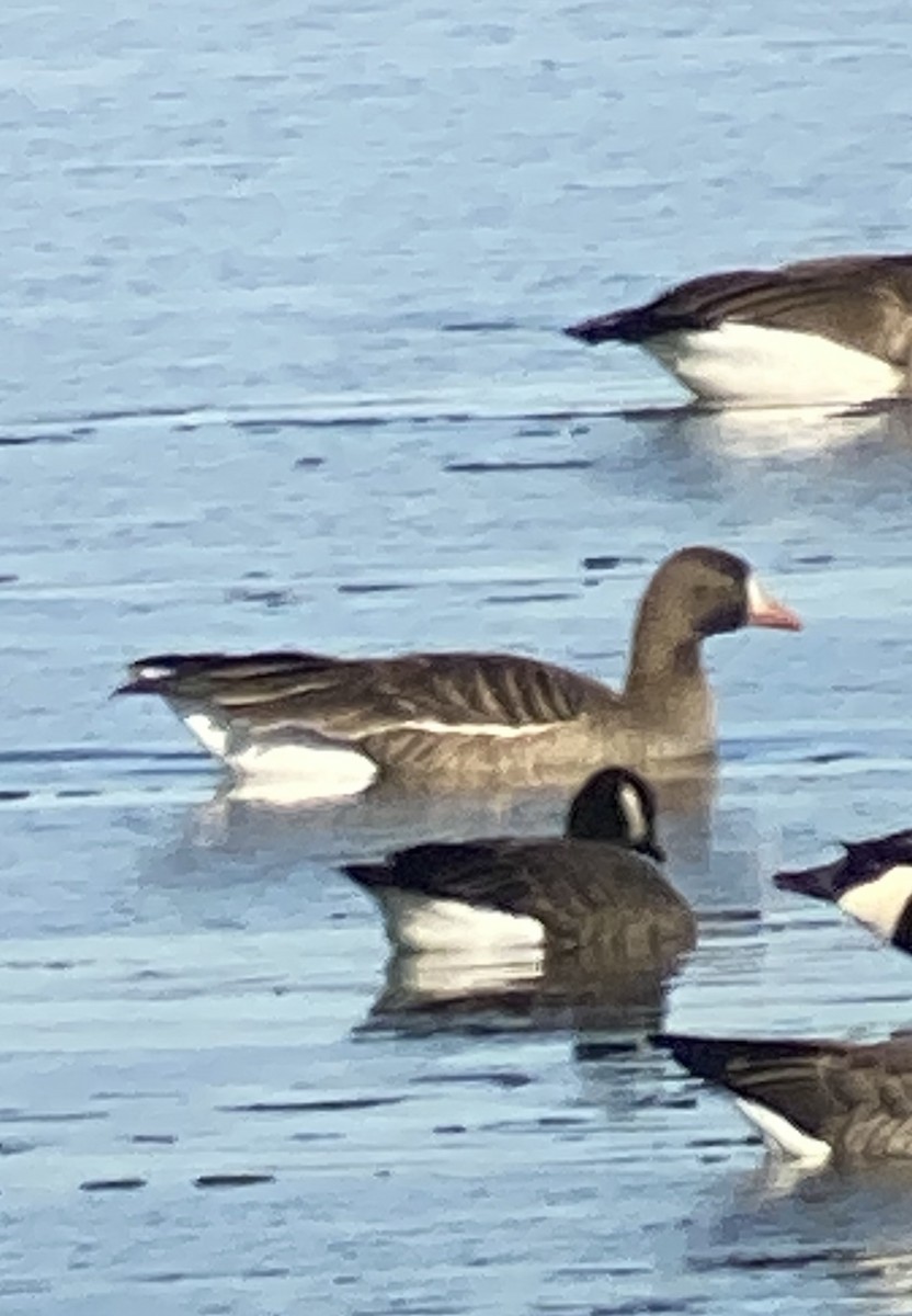 Greater White-fronted Goose - ML611645656