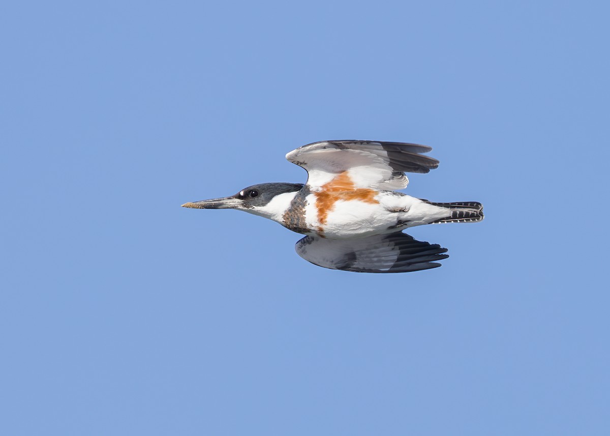 Belted Kingfisher - ML611645777