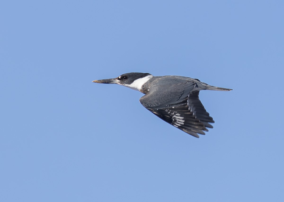 Belted Kingfisher - ML611645779