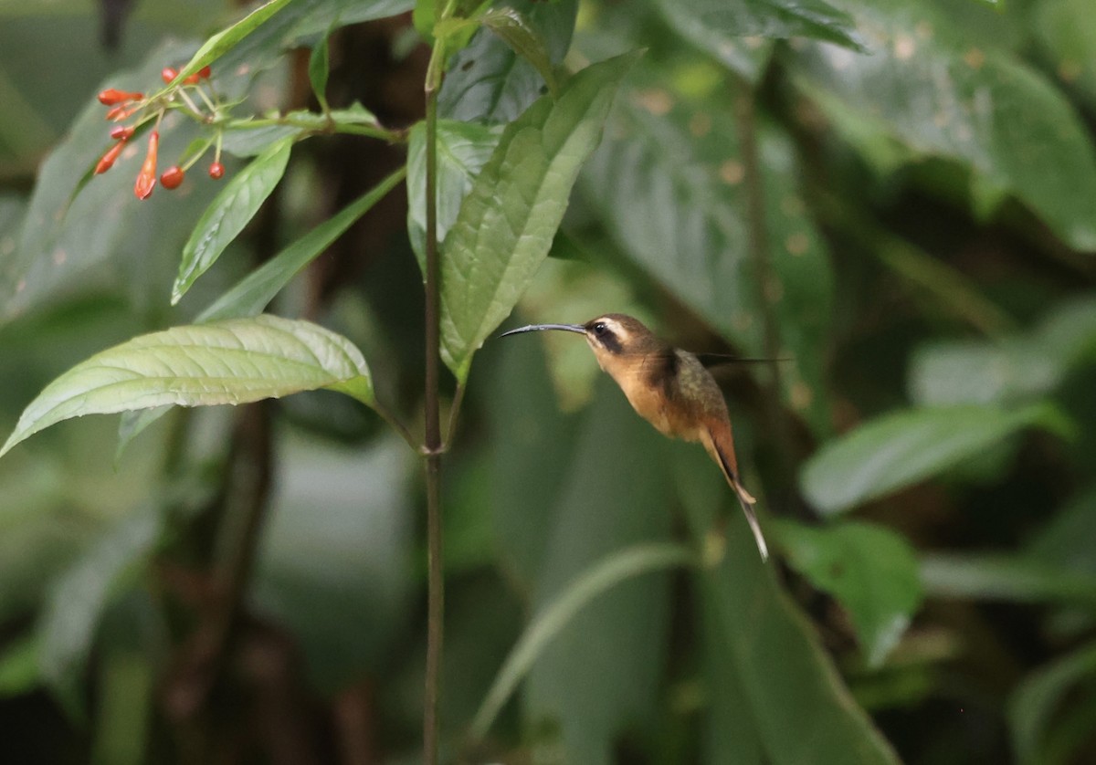 Gray-chinned Hermit - Keith Maley