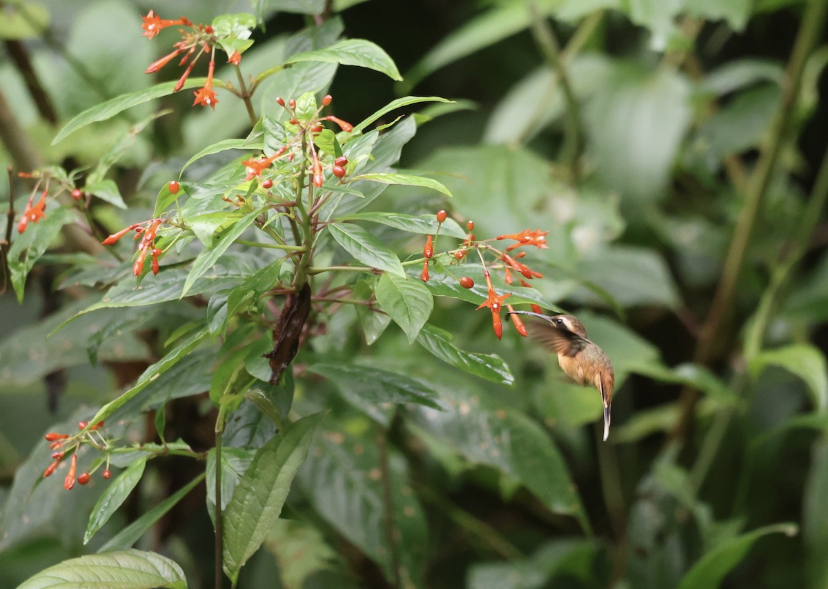 Серогорлый колибри-отшельник - ML611646356