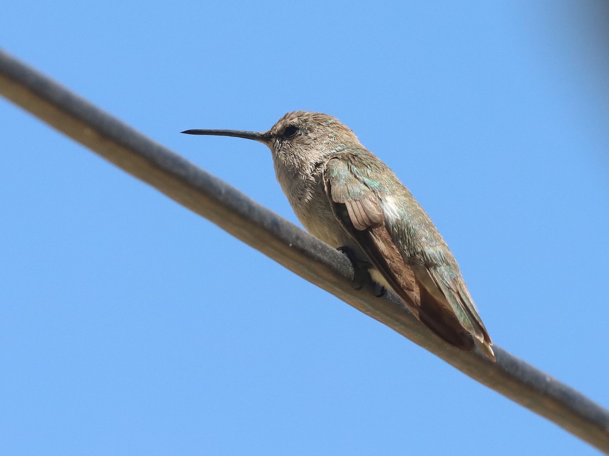 Colibri de Costa - ML611646673
