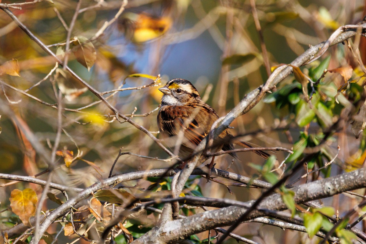 White-throated Sparrow - ML611647127