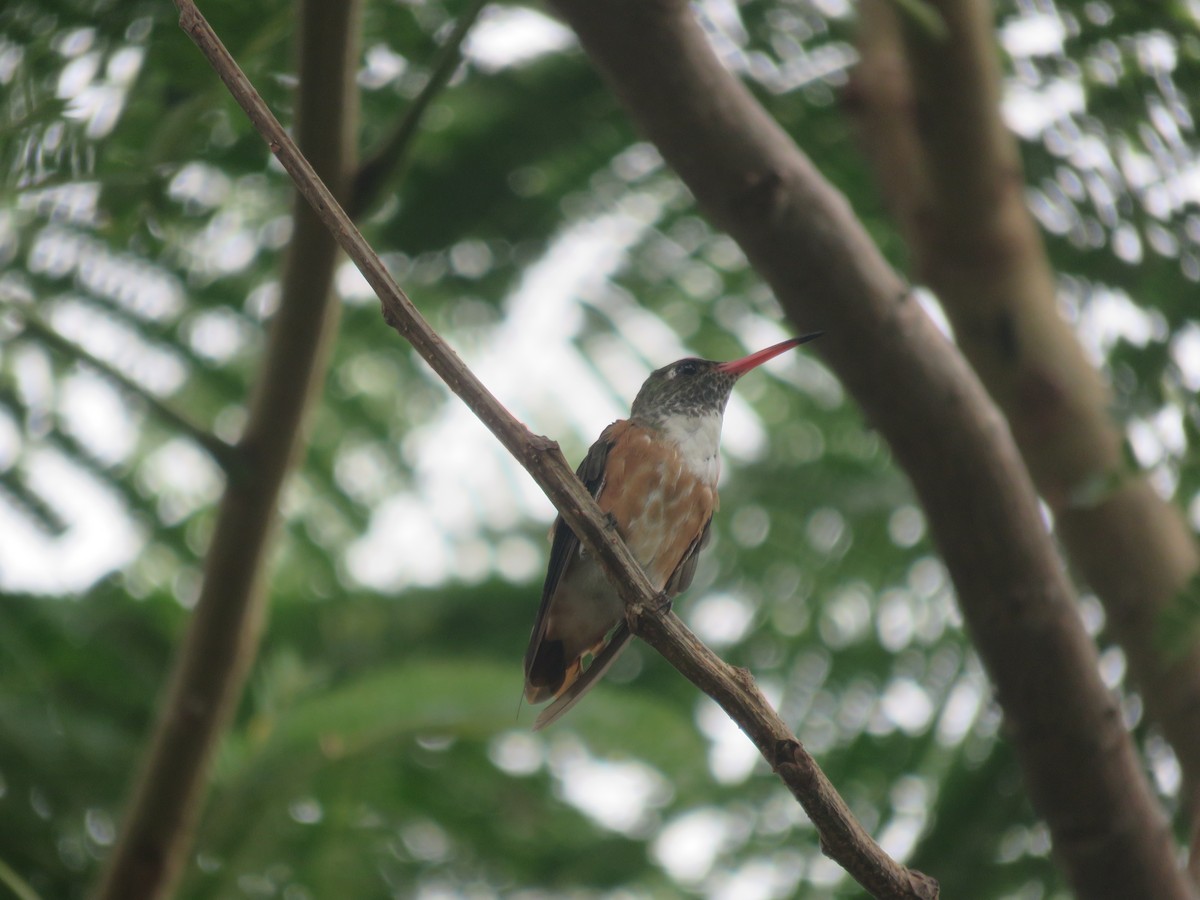 Amazilia Hummingbird - Jorhs Garcia Murillo