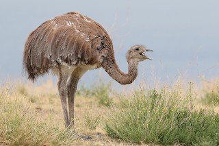 Lesser Rhea, ML611647267
