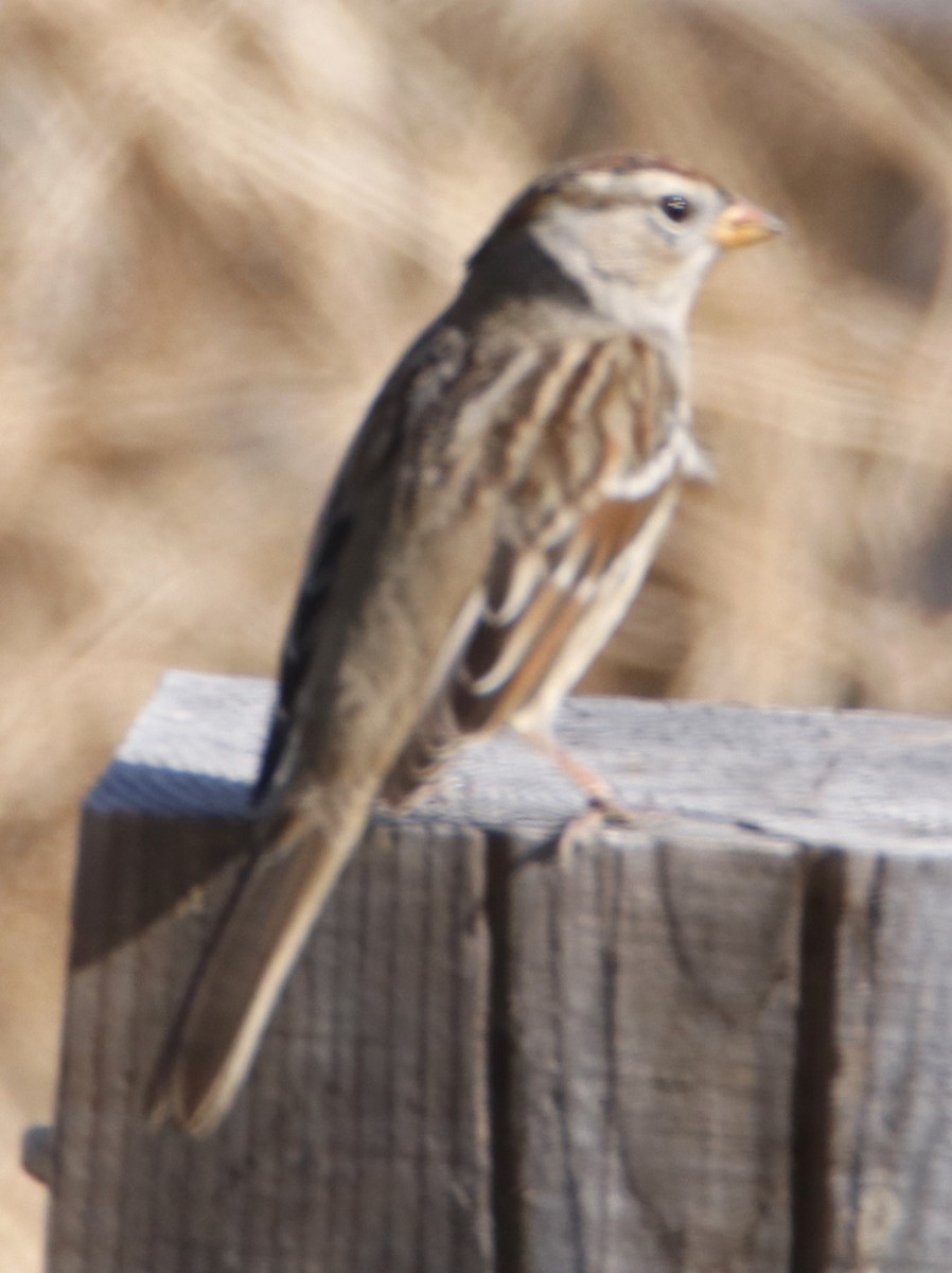 White-crowned Sparrow - ML611647304