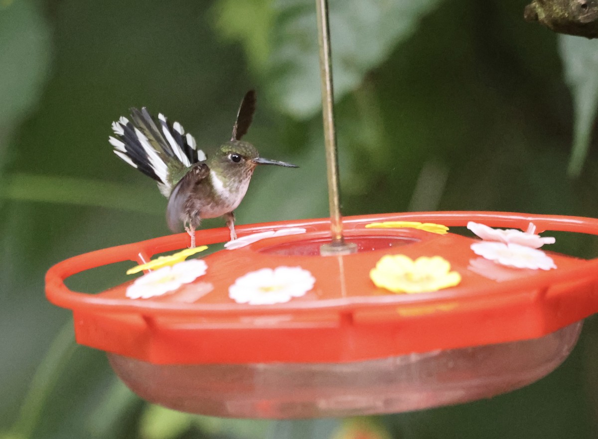 kolibřík ekvádorský - ML611647327