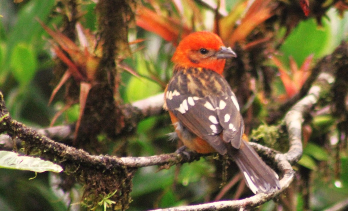 Flame-colored Tanager - ML611647710
