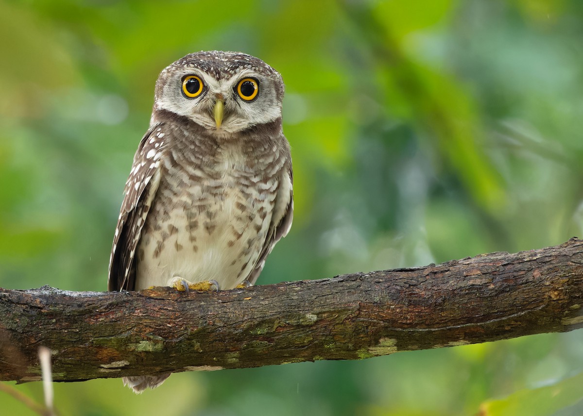 Spotted Owlet - ML611648030