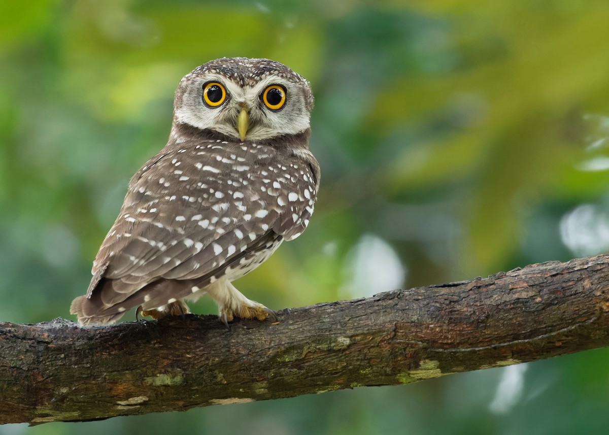 Spotted Owlet - ML611648031