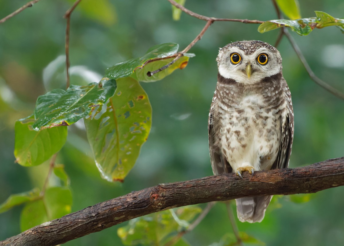 Spotted Owlet - ML611648032