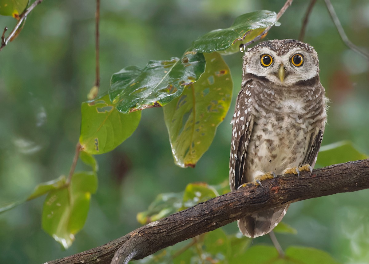 Spotted Owlet - Ayuwat Jearwattanakanok
