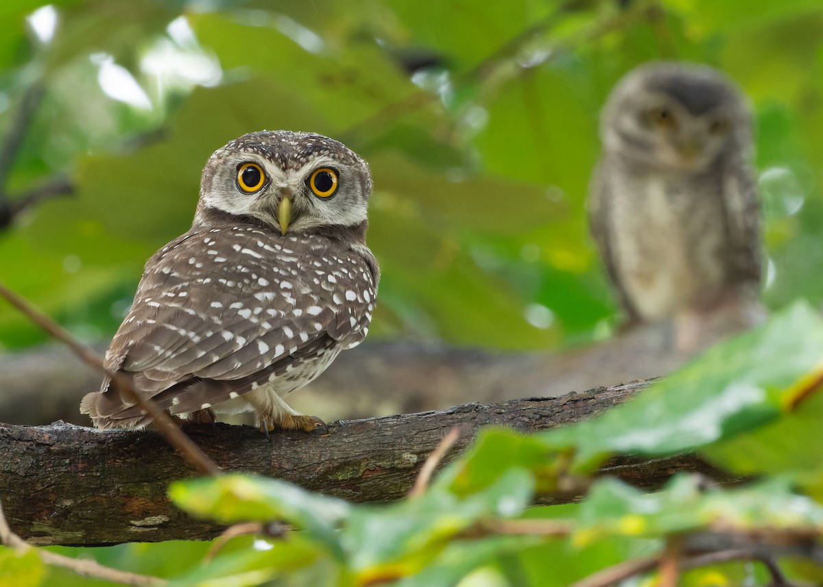 Spotted Owlet - Ayuwat Jearwattanakanok