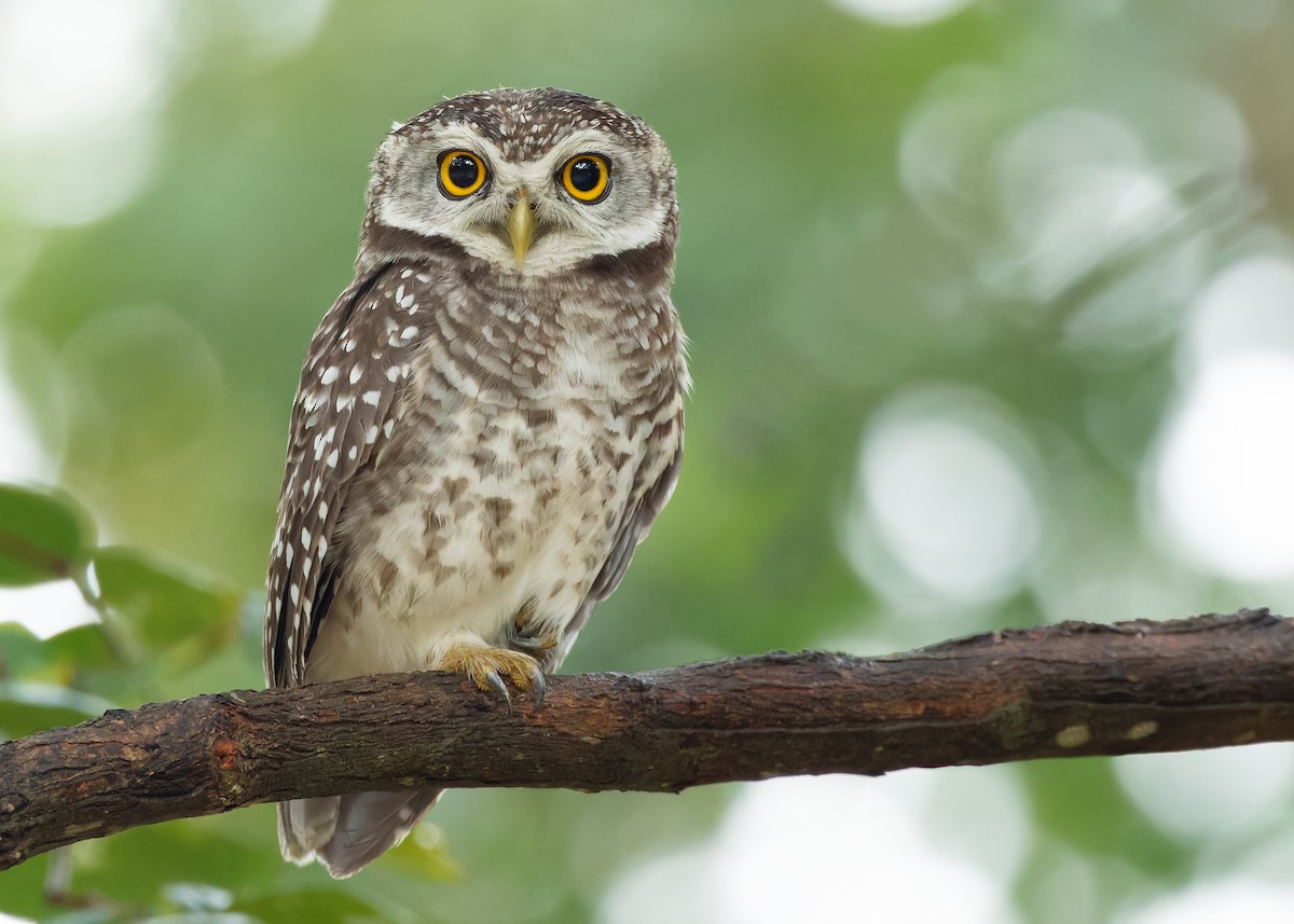 Spotted Owlet - ML611648035
