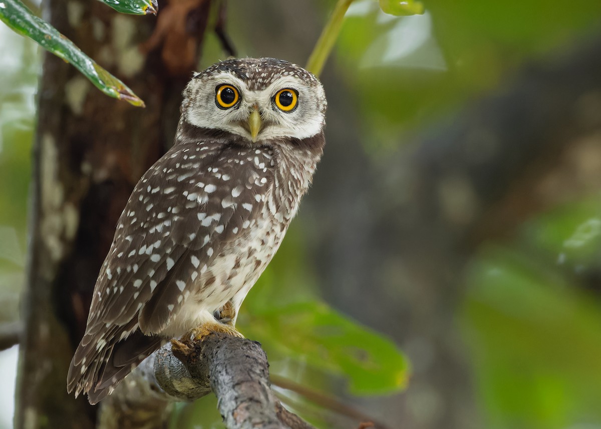 Spotted Owlet - ML611648036