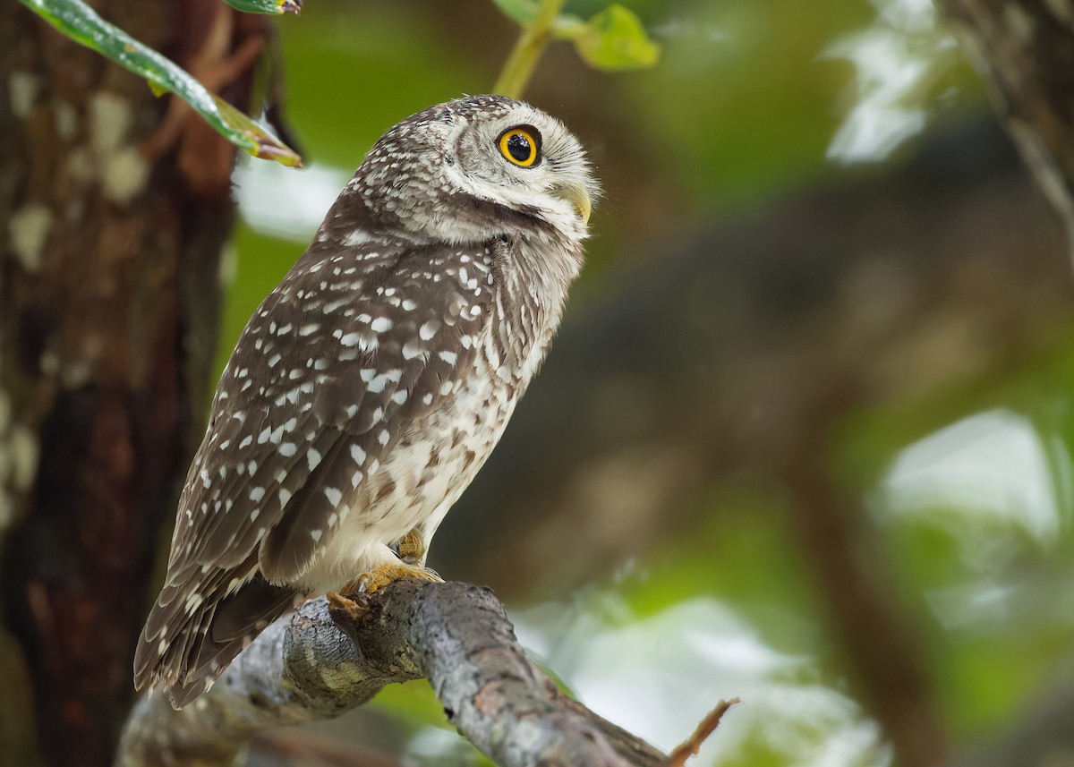Spotted Owlet - ML611648044