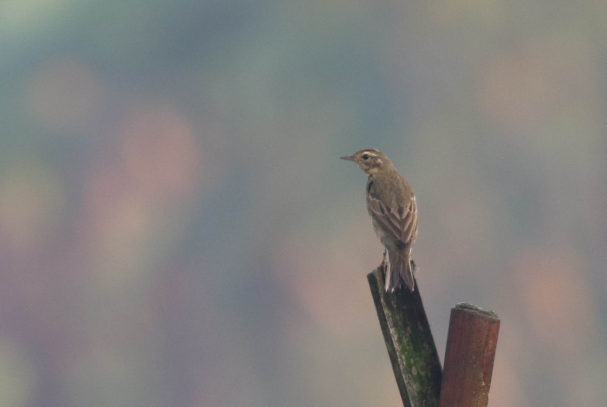 Olive-backed Pipit - ML611648091