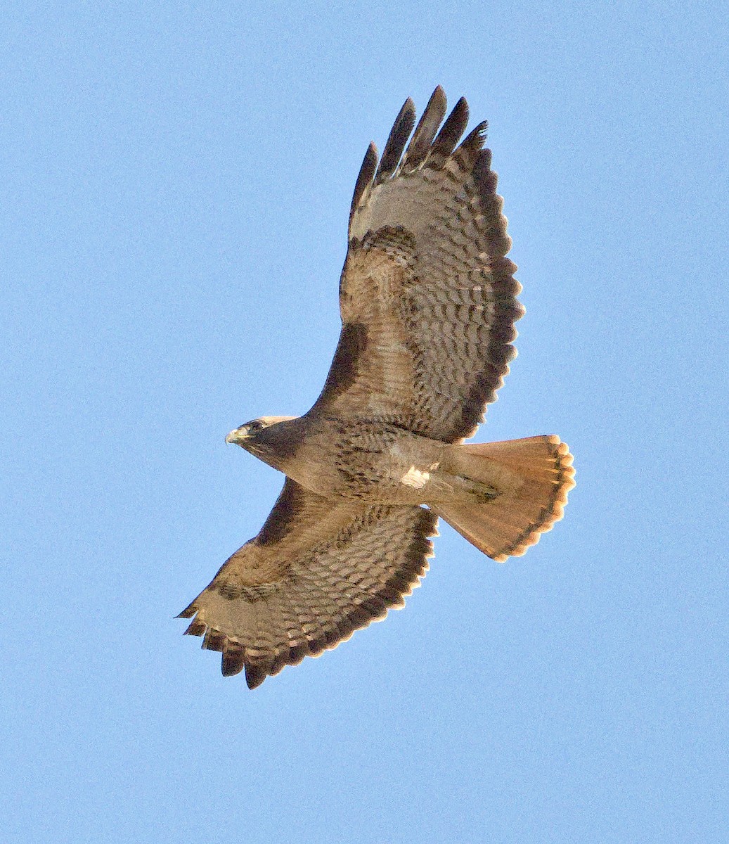 Red-tailed Hawk - ML611648127