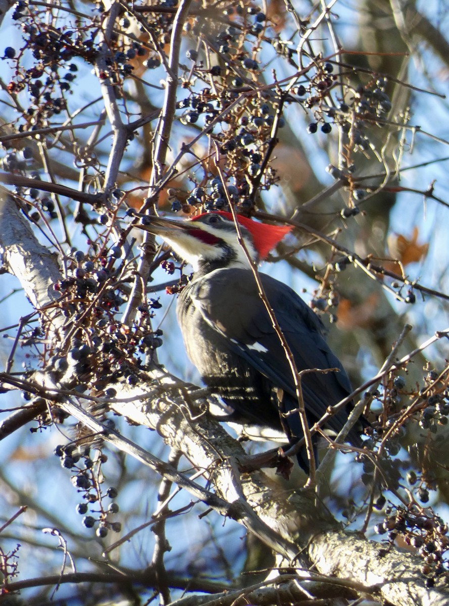Pileated Woodpecker - ML611648140