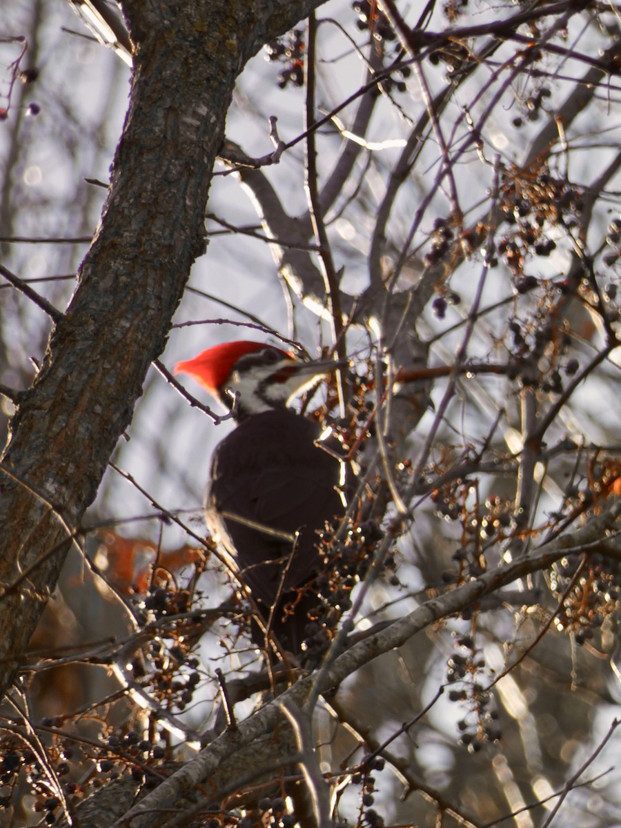 Pileated Woodpecker - ML611648141