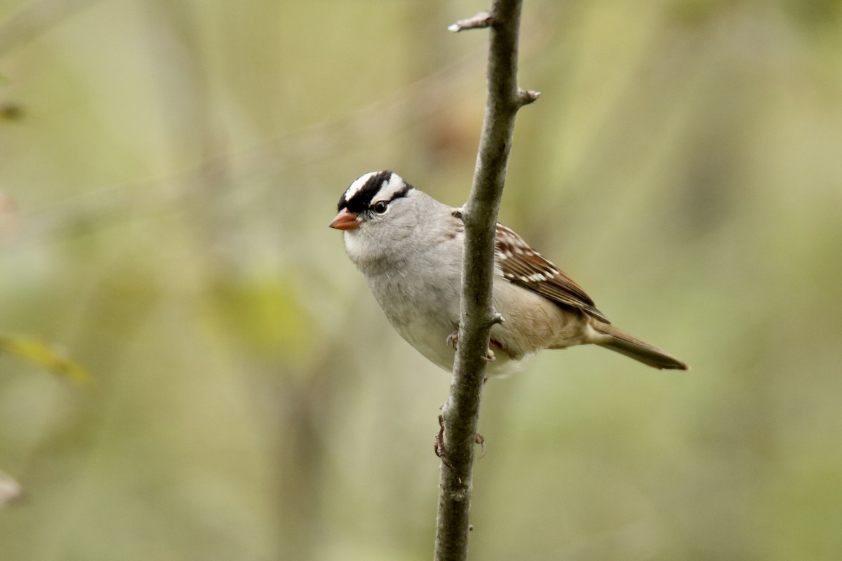 White-crowned Sparrow - ML611648286
