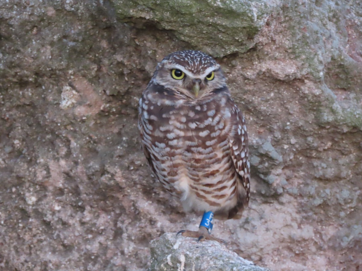 Burrowing Owl - ML611648459