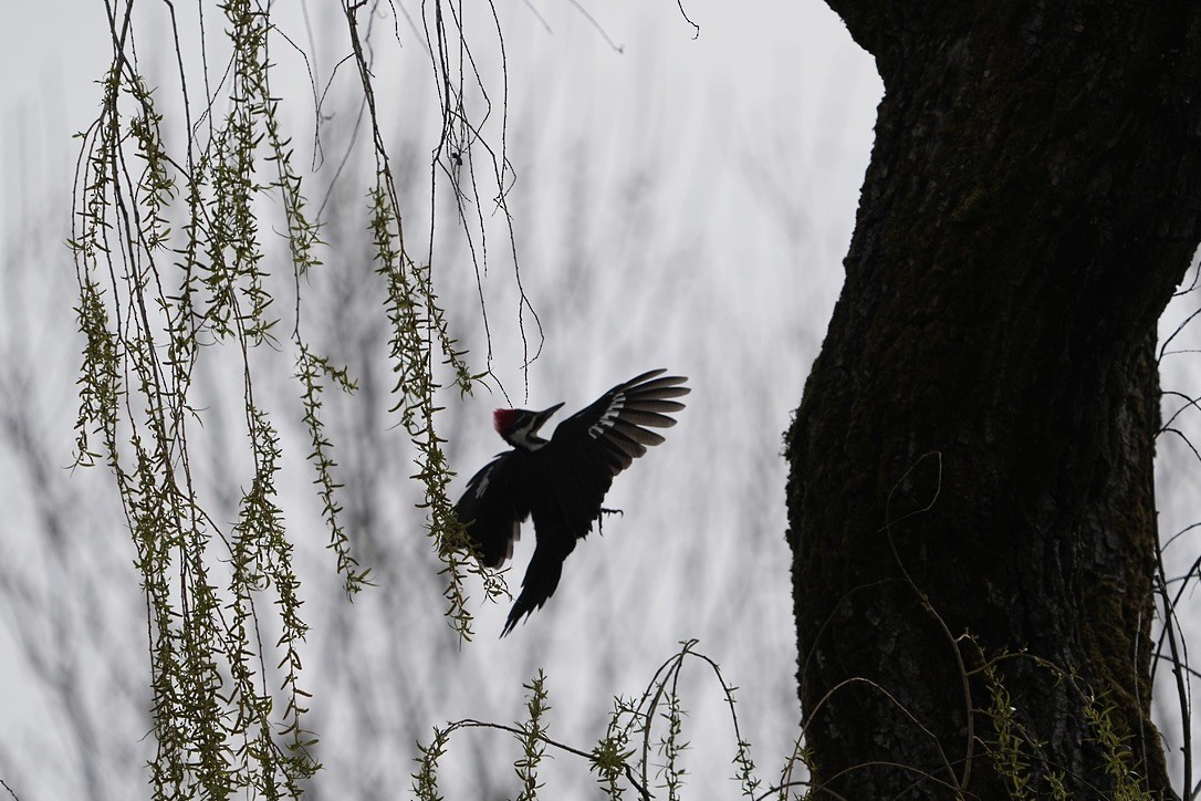 Pileated Woodpecker - ML611648630