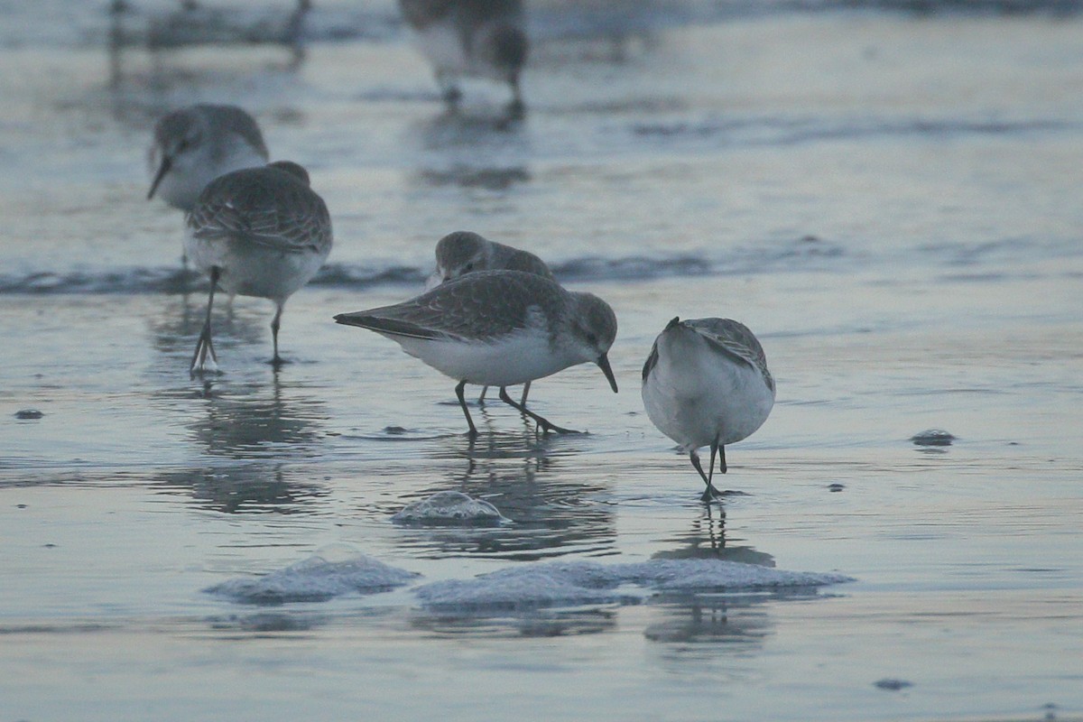 eBird Checklist - 23 Nov 2023 - Seabrook - 14 species (+1 other taxa)