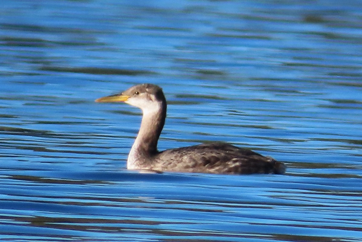 Red-necked Grebe - ML611648789