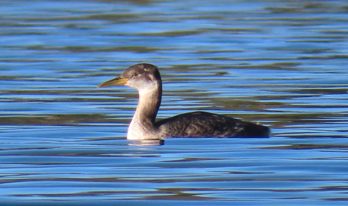 Red-necked Grebe - ML611648791