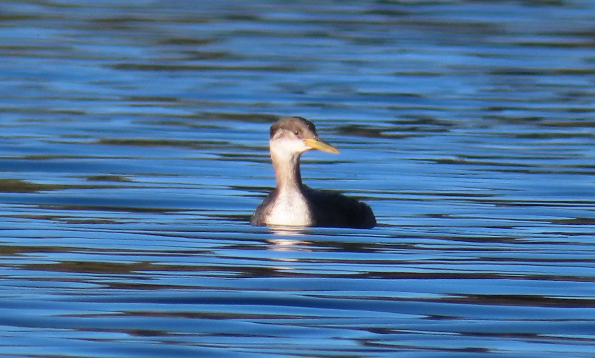 Red-necked Grebe - ML611648792