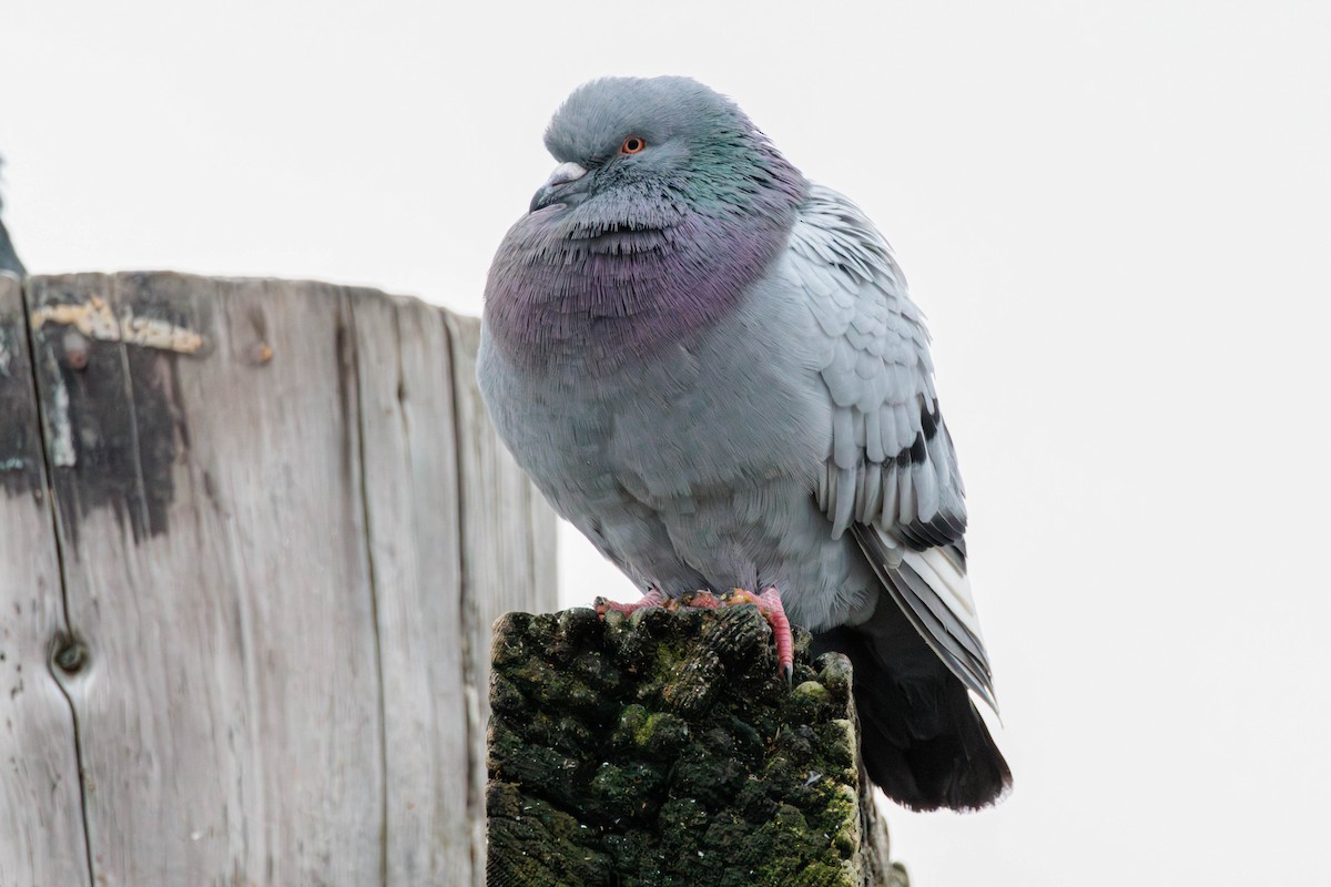 Rock Pigeon (Feral Pigeon) - ML611648923