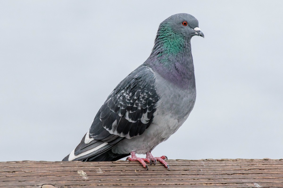Rock Pigeon (Feral Pigeon) - ML611648924