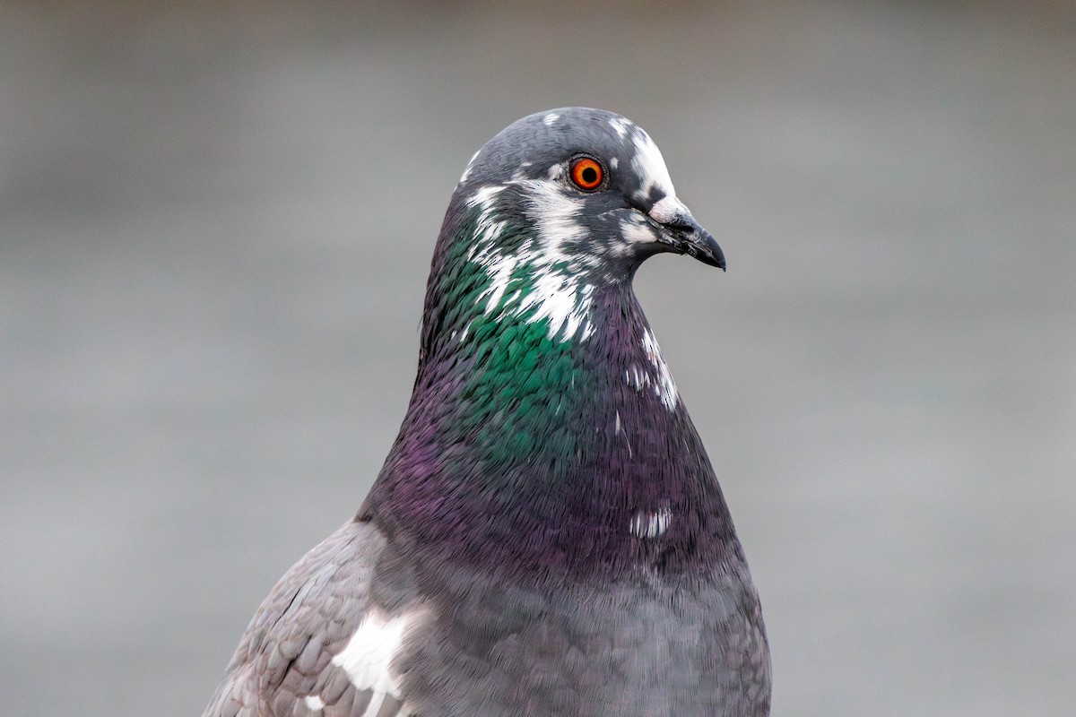 Rock Pigeon (Feral Pigeon) - ML611648925