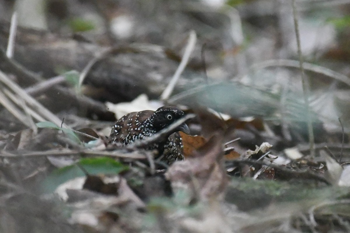 Black-breasted Buttonquail - ML611648926