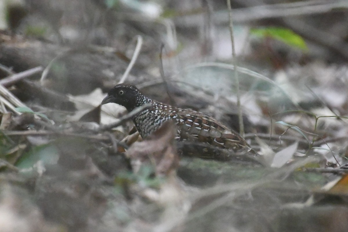 Black-breasted Buttonquail - ML611648927